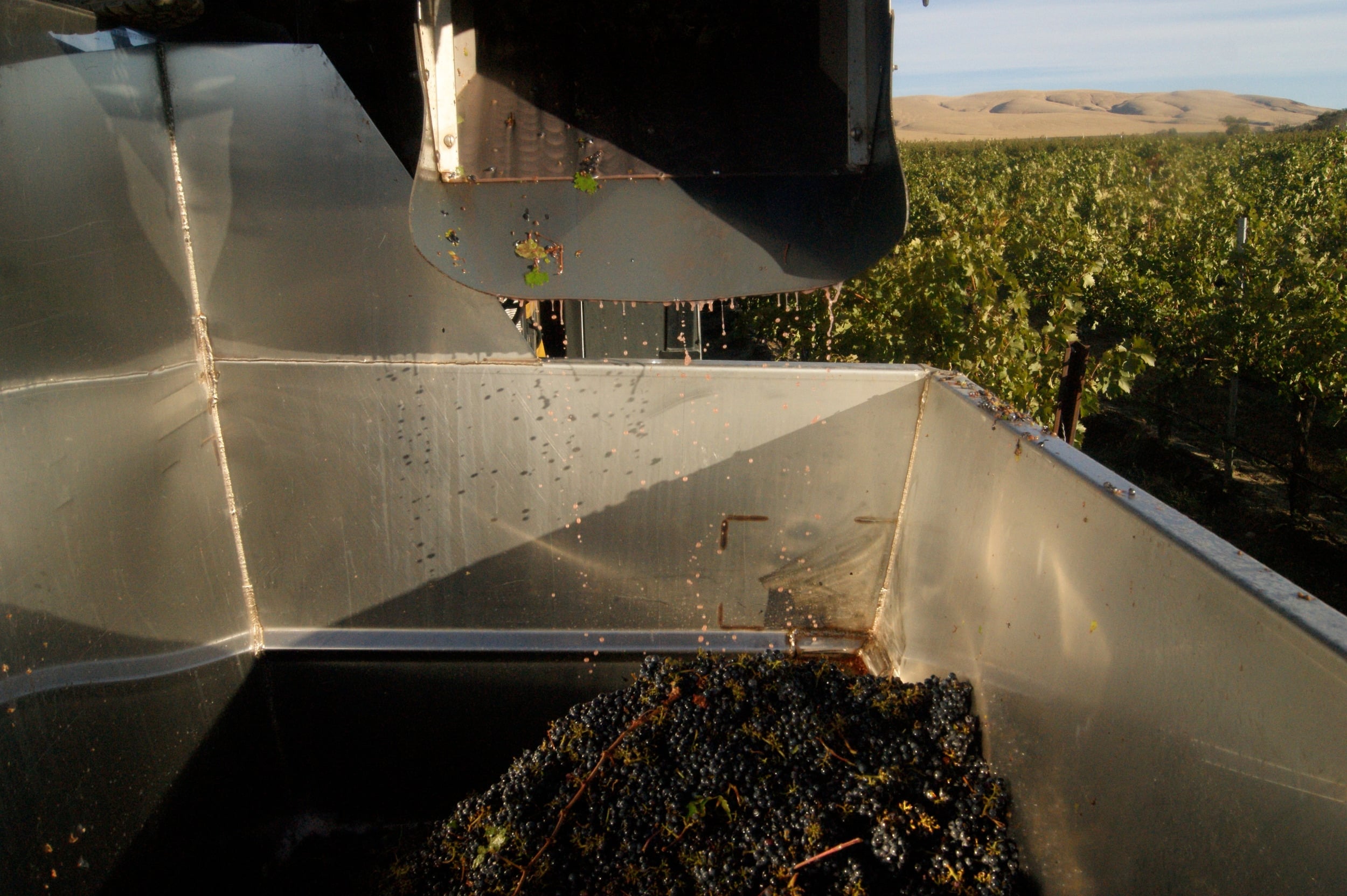 A gondola being filled with harvested grapes