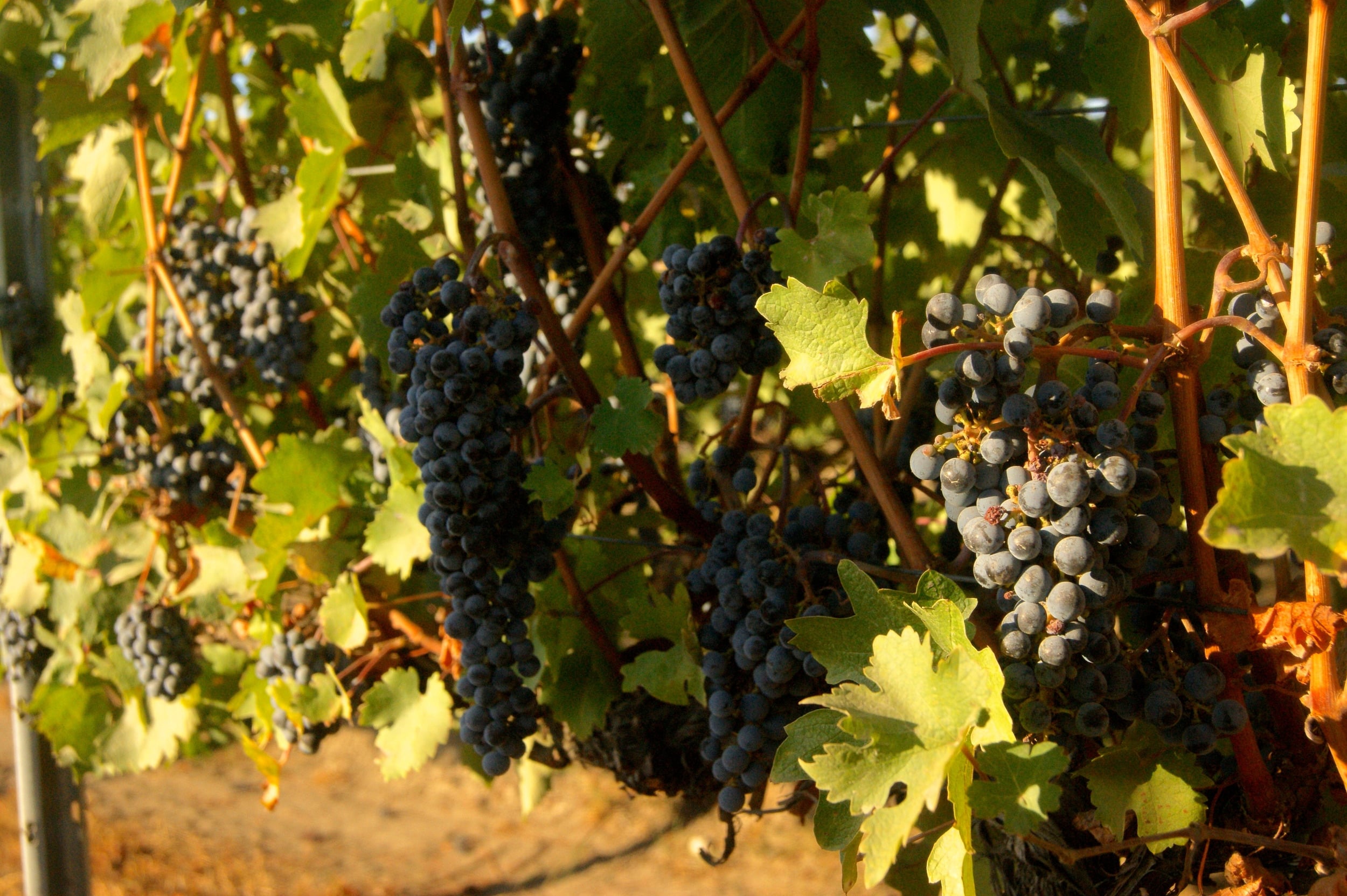 Red grape clusters on the vine