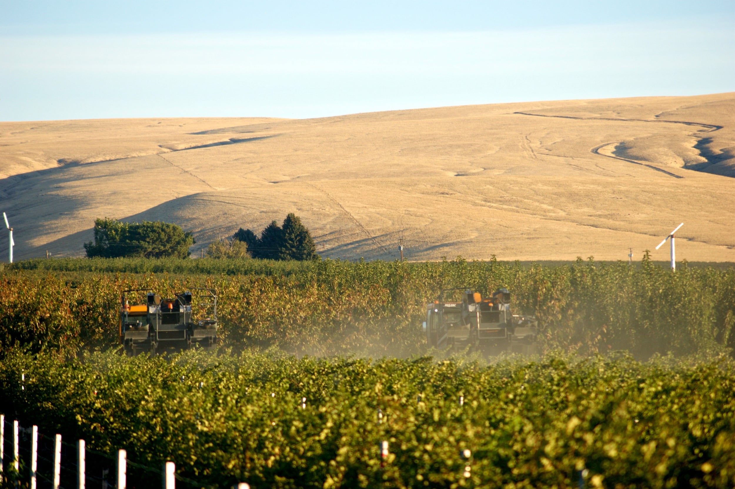 Vine Tech harvesters working below golden hills